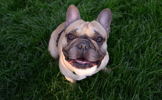 Animal cruelty reports surge in Devon