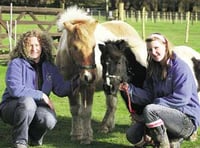Outpouring of love as the Tamar Valley Donkey Park announces closure