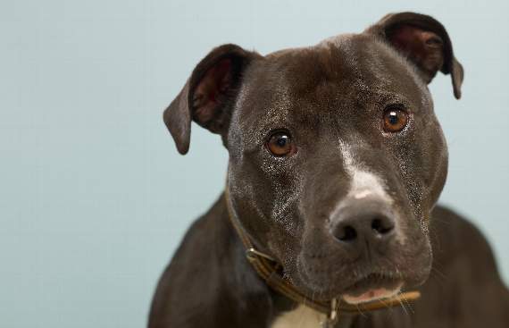 Freddie the dog with a heart of gold needs a loving home