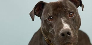 Freddie the dog with a heart of gold needs a loving home