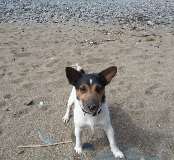 Keep Easter chocolate away from pets — warn vets