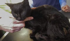 Elderly cat dumped out of a car in Okehampton in shocking display of cruelty