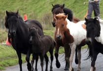 Tavistock MP calls for Dartmoor pony protection