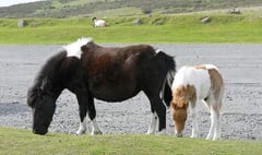 A formula to save Dartmoor hill ponies