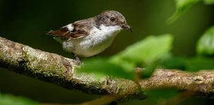 Rare birds spotted at Lydford Gorge