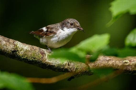 Rare birds spotted at Lydford Gorge