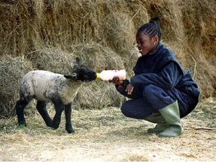 Farms for City Children CEO to step down