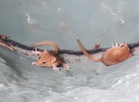 Dormice found in checks at Roadford Lake