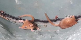 Dormice found in checks at Roadford Lake