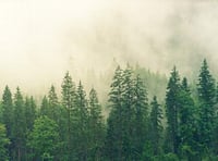 A forest for Devon?