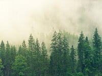 A forest for Devon?