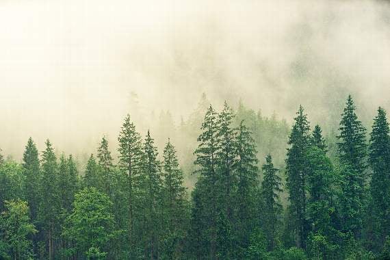 A forest for Devon?