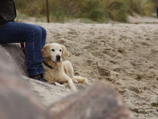 The summer beach ban for dogs is over in Devon and Cornwall
