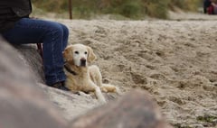 The summer beach ban for dogs is over in Devon and Cornwall