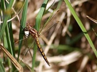 Conservation project at Burrator has leader