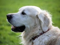 Alabama rot is suspected as cause of dog deaths