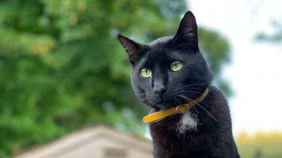 Kind stranger’s reward for information over cat death