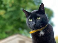 Kind stranger’s reward for information over cat death