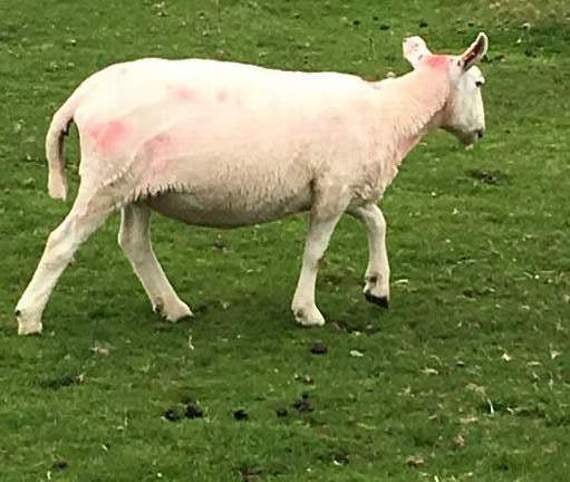 Police appeal to track down sheep rustlers