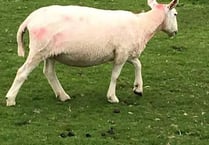 Police appeal to track down sheep rustlers