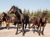 Bellever Forest on Dartmoor becomes a 'no go zone' for horseriders as vicious new strain of pony virus threatens