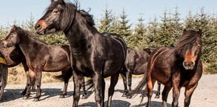 Bellever Forest on Dartmoor becomes a 'no go zone' for horseriders as vicious new strain of pony virus threatens