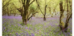 OKEHAMPTON FRIENDLY CIRCLE: Talks on local wildlife spots