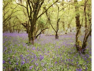 OKEHAMPTON FRIENDLY CIRCLE: Talks on local wildlife spots
