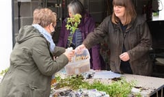 Tree hub at Lydford offers free specimens for gardens