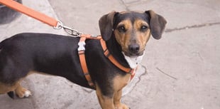 Keep dogs on leads to prevent sheep worrying, warn police