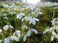 Snowdrop Festival invites you to enjoy garden’s winter beauty