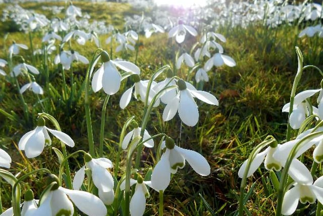 Snowdrop Festival invites you to enjoy garden’s winter beauty
