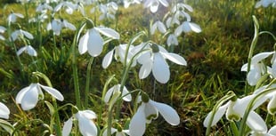 Snowdrop Festival invites you to enjoy garden’s winter beauty
