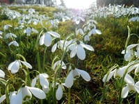 Snowdrop Festival invites you to enjoy garden’s winter beauty