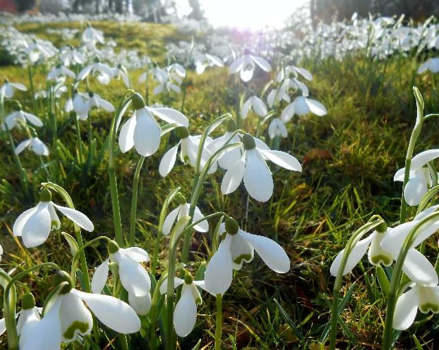 Snowdrop Festival invites you to enjoy garden’s winter beauty