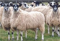 Twenty-five pregnant ewes stolen from Sourton farm