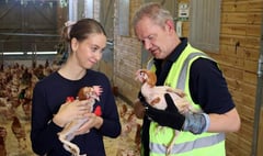 Charity rehomes 4,300 hens saved from slaughter
