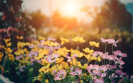 New gardens set to open near Lifton