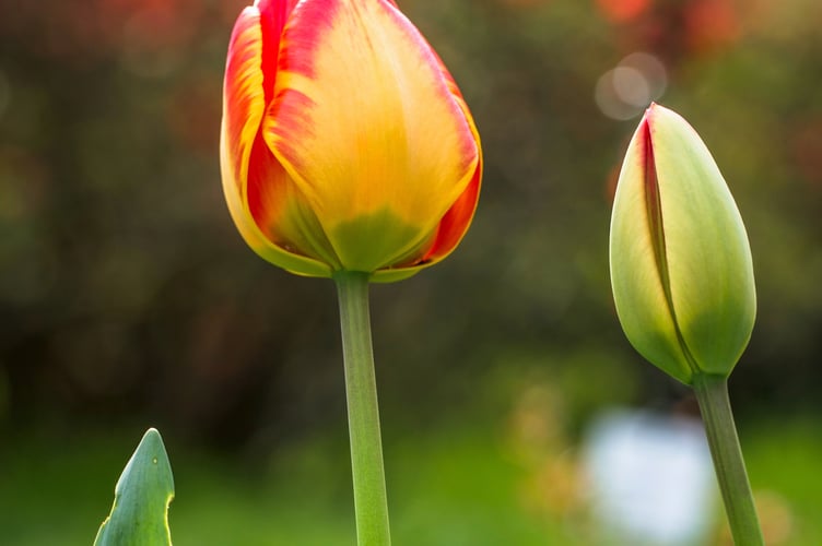 tulips in spring 
