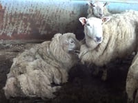 Farmer banned from keeping sheep for ten years after admitting neglect