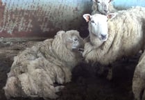Farmer banned from keeping sheep for ten years after admitting neglect