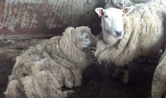 Farmer banned from keeping sheep for ten years after admitting neglect