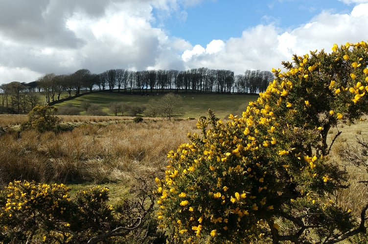 Dartmoor
