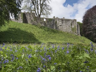 Bluebell Sunday returns this May