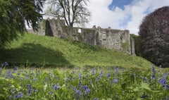 Bluebell Sunday returns this May