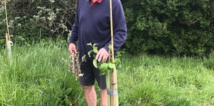 Forest project apple trees sabotaged