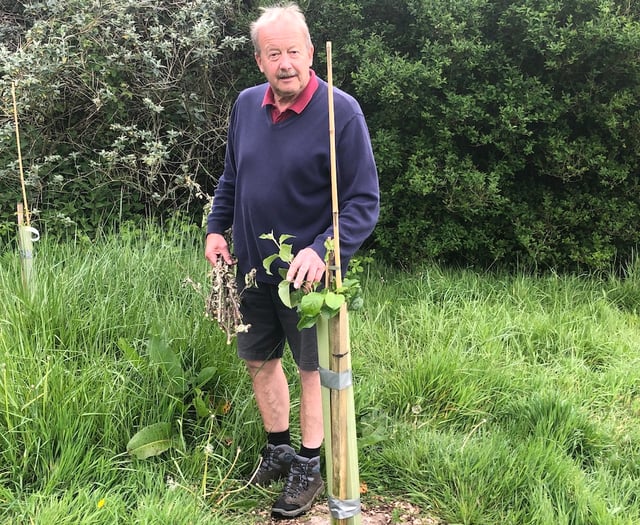 Forest project apple trees sabotaged