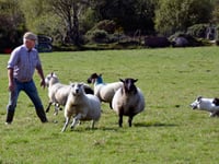 Watch sheepdogs at work on moor