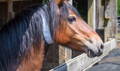 High-viz collars for Dartmoor livestock