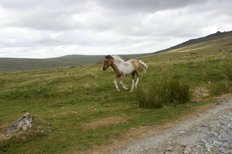 Dartmoor pony